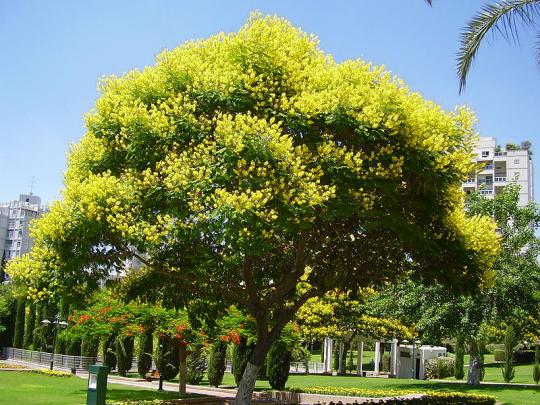 Cultura Guaraní: Nombres vulgares: "Yvyra pytã..", "Arbol de ... Cultura Guaraní: Nombres vulgares: "Yvyra pytã..", "Arbol de ...