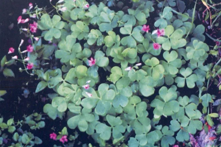 Cultura Guaraní: Oxalis articulata (Vinagrillo Rosado)