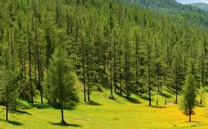 CULTURA MISCELANEAS IMAGENES DIBUJOS: FOTOS DE PINOS