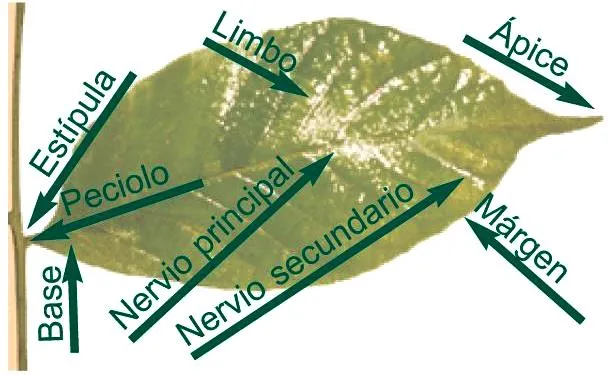 CULTURA MISCELANEAS IMAGENES DIBUJOS: PARTES DE HOJA EN IMAGENES CULTURA MISCELANEAS IMAGENES DIBUJOS: PARTES DE HOJA EN IMAGENES