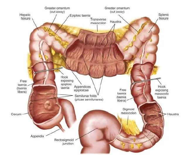 Cultura, Pensamiento y Salud: Intestino Grueso: Estreñimiento