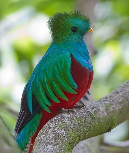 El Quetzal Ave nacional de Guatemala | Mi Bella Guatemala ... El Quetzal Ave nacional de Guatemala | Mi Bella Guatemala ...