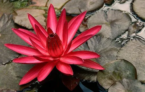 Flor de loto, fotos de belleza ancestral | SobreFotos Flor de loto, fotos de belleza ancestral | SobreFotos