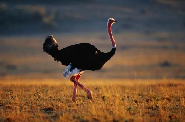 Culturizando: En Imágenes: los 5 animales más altos del mundo