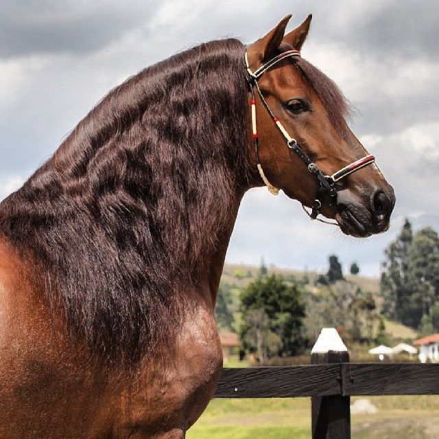 Cupido, Trocha Pura Colombiana. Tomado de Suscaballos. | Caballos ... Cupido, Trocha Pura Colombiana. Tomado de Suscaballos. | Caballos ...