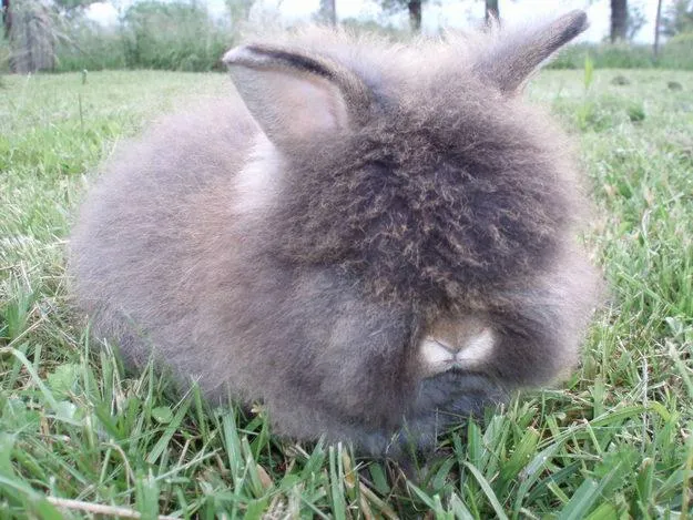 Una curiosa raza de conejo :D | Pets and bunnies :