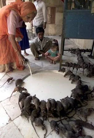 Cosas curiosas de la India - Curiosidades - Humor12.com Cosas curiosas de la India - Curiosidades - Humor12.com