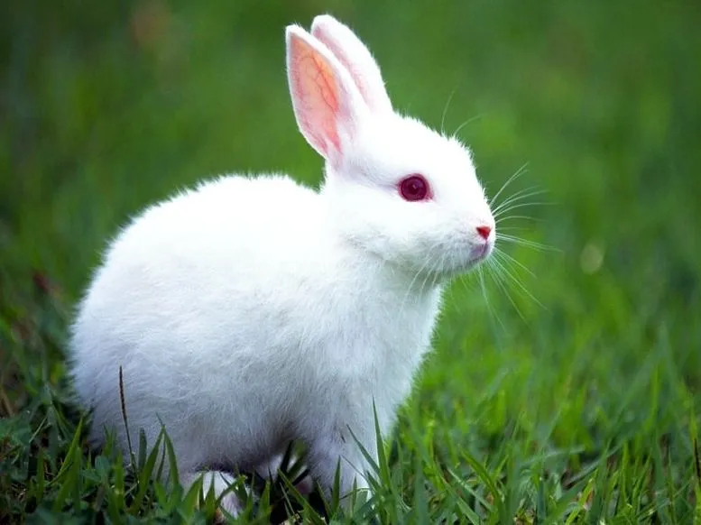 Imagen de animales herbivoros - Imagui
