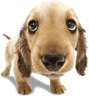 Cachorritos animados gif - Imagui