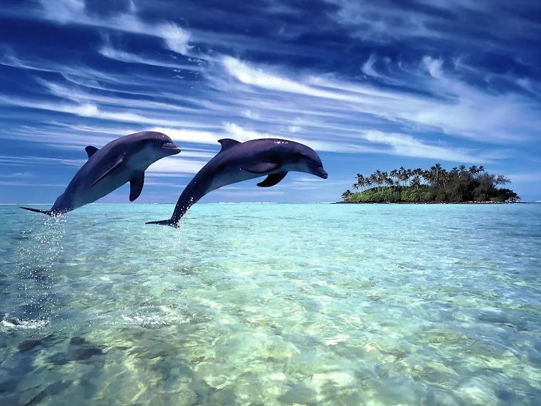 Delfines gif animados - Imagui