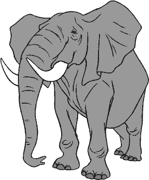 Curiosidades de los animales, que probablemente no sabían Curiosidades de los animales, que probablemente no sabían