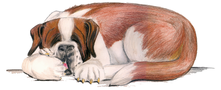 Curiosidades Caninas: CURIOSIDADES DEL MUNDO DEL PERRO Curiosidades Caninas: CURIOSIDADES DEL MUNDO DEL PERRO
