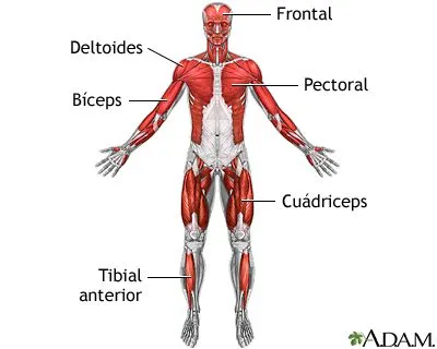Curiosidades sobre el cuerpo Humano - Taringa!