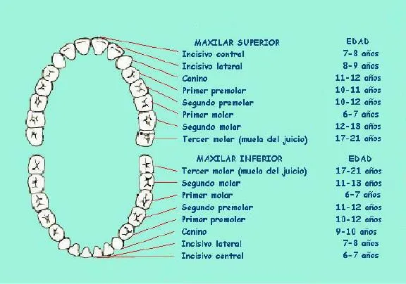 Curiosidades sobre el esqueleto y los dientes. | Sallypan's Blog