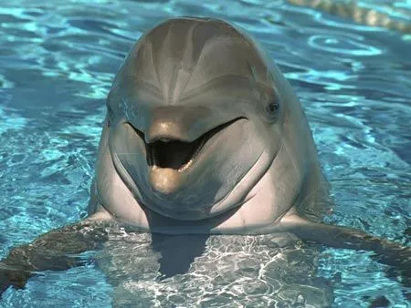 Curiosidades y fotos de animales: Delfín