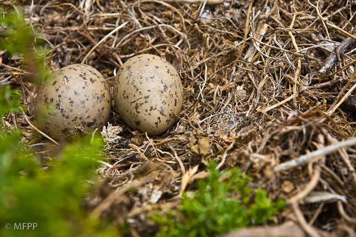 Animal Ahuevo Animales con huevos - Imagui