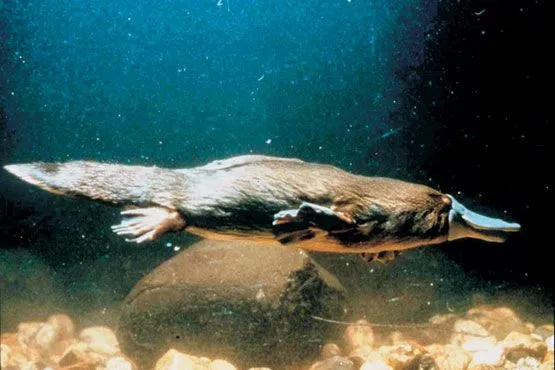 Curiosidades y fotos de animales: Ornitorrinco Curiosidades y fotos de animales: Ornitorrinco