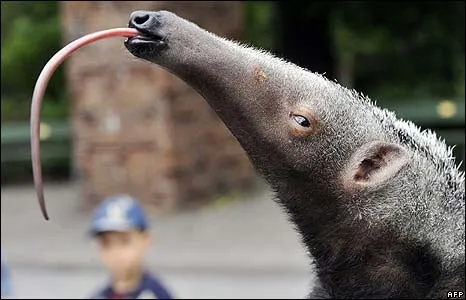Curiosidades y fotos de animales: Oso hormiguero Curiosidades y fotos de animales: Oso hormiguero