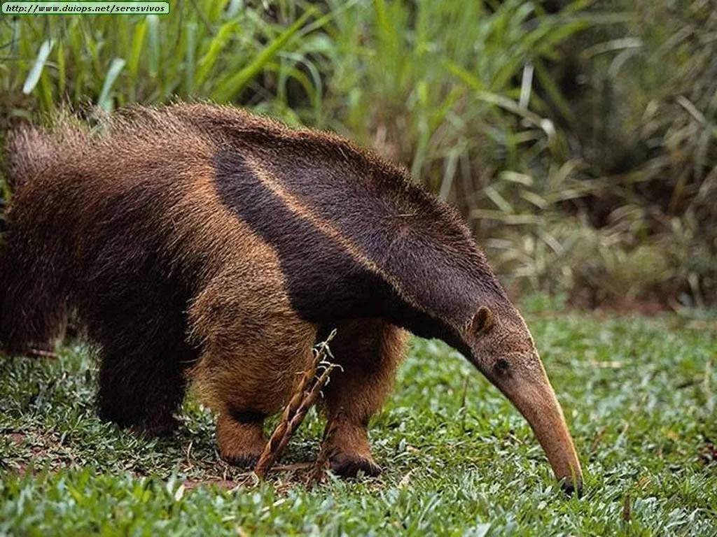 Curiosidades y fotos de animales: Oso hormiguero