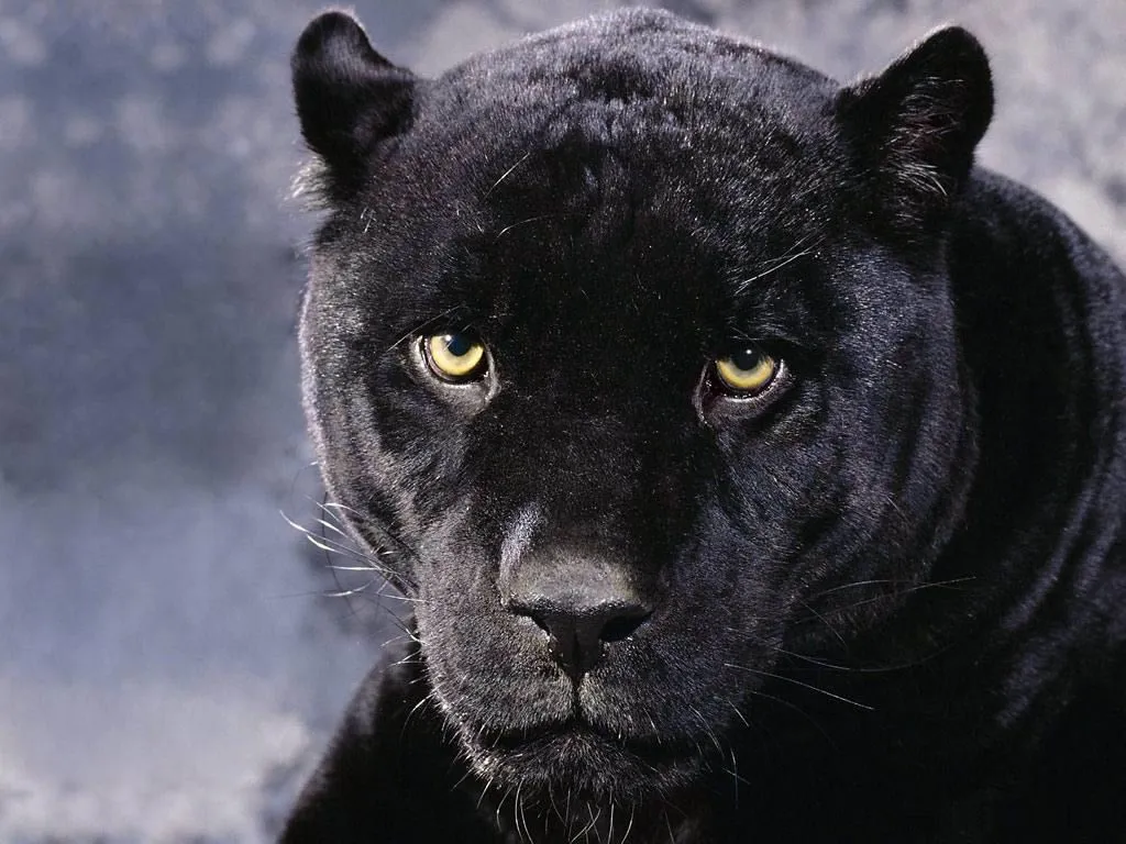 Curiosidades y fotos de animales: Pantera