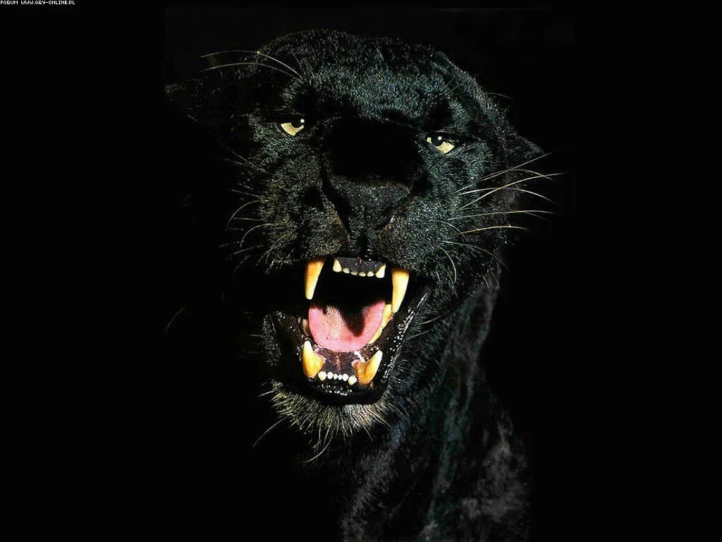 Curiosidades y fotos de animales: Pantera