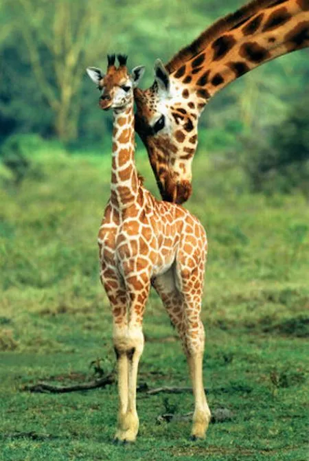 Curiosidades insólitas de la naturaleza | ABRIENDO CAMINOS DE VIDA