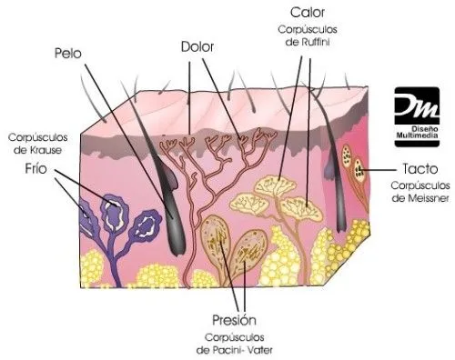 Curiosidades médicas del gen pelirrojo