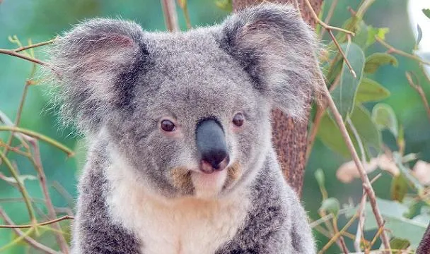 Curiosidades del mundo animal