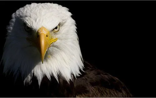 5 curiosidades sobre el mundo animal - Taringa! 5 curiosidades sobre el mundo animal - Taringa!