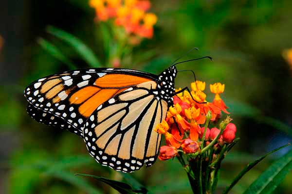 Curiosidades del Mundo Animal y Vegetal: Las mariposas monarca ...