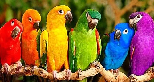 Curiosidades del Mundo: Aves exóticas del Amazonas y del Mundo.