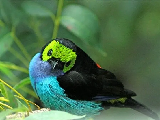 Curiosidades del Mundo: Aves exóticas del Amazonas y del Mundo.