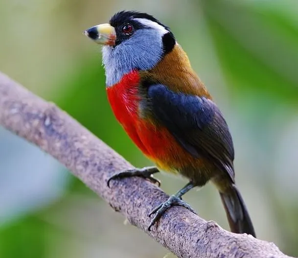 Curiosidades del Mundo: Fotos de aves del Valle del Cauca. Colombia.