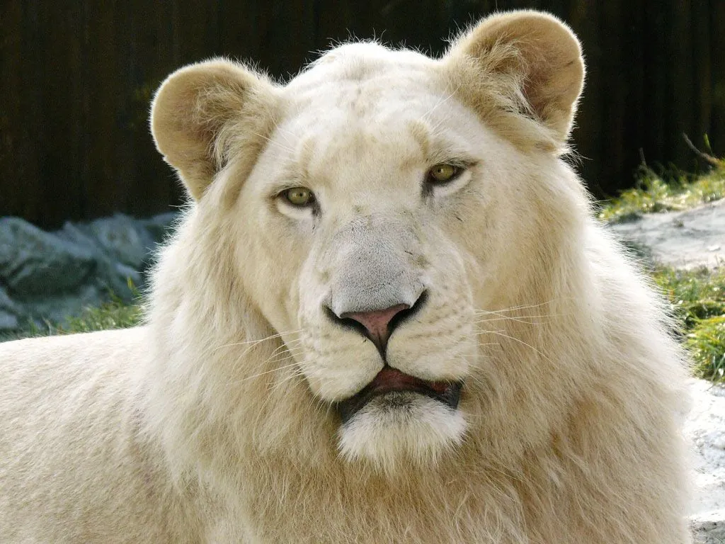Curiosidades del Mundo: Fotos del extraño León Blanco (Panthera ...