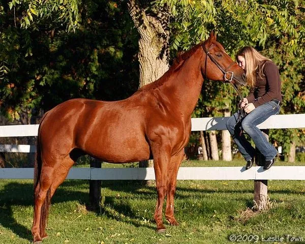 Curiosidades del Mundo: Fotos e historia de los caballos Pura sangre. Curiosidades del Mundo: Fotos e historia de los caballos Pura sangre.