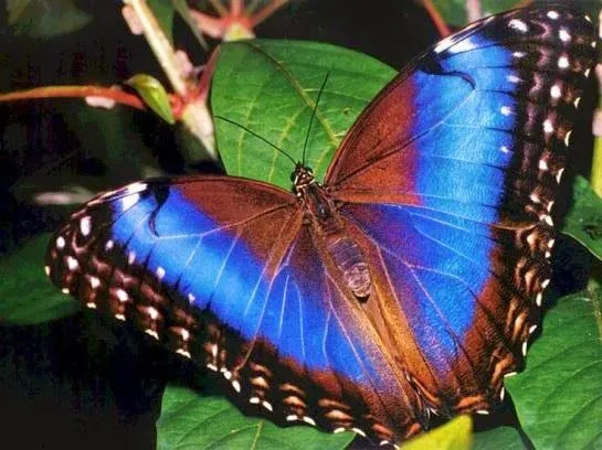 Curiosidades del Mundo: La increíble mariposa morpho menelaus azul. Curiosidades del Mundo: La increíble mariposa morpho menelaus azul.