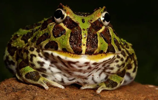 Curiosidades del Mundo: Increíbles fotos de ranas y sapos de colores. Curiosidades del Mundo: Increíbles fotos de ranas y sapos de colores.