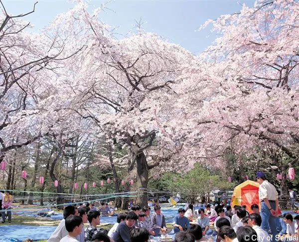 Curiosidades del mundo: Sakura o flor de cerezo
