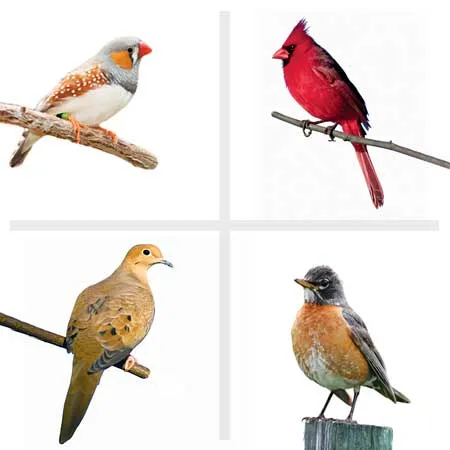pajaros Curiosidades sobre los pájaros