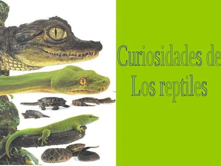 Curiosidades de los reptiles