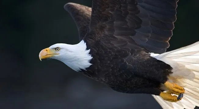 Sabías que?: Curiosidades sobre las aguilas VIDEO