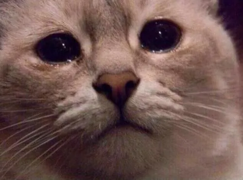 Curioso Mundo Animal — No me digas que perdió mi equipo de futbol? Curioso Mundo Animal — No me digas que perdió mi equipo de futbol?