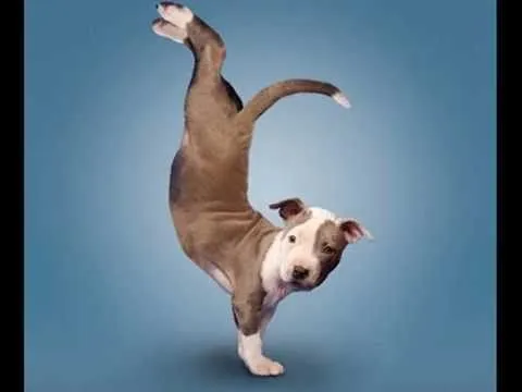 Curso de Adiestramiento de perros segun lo visto en TV Parte 2 ...
