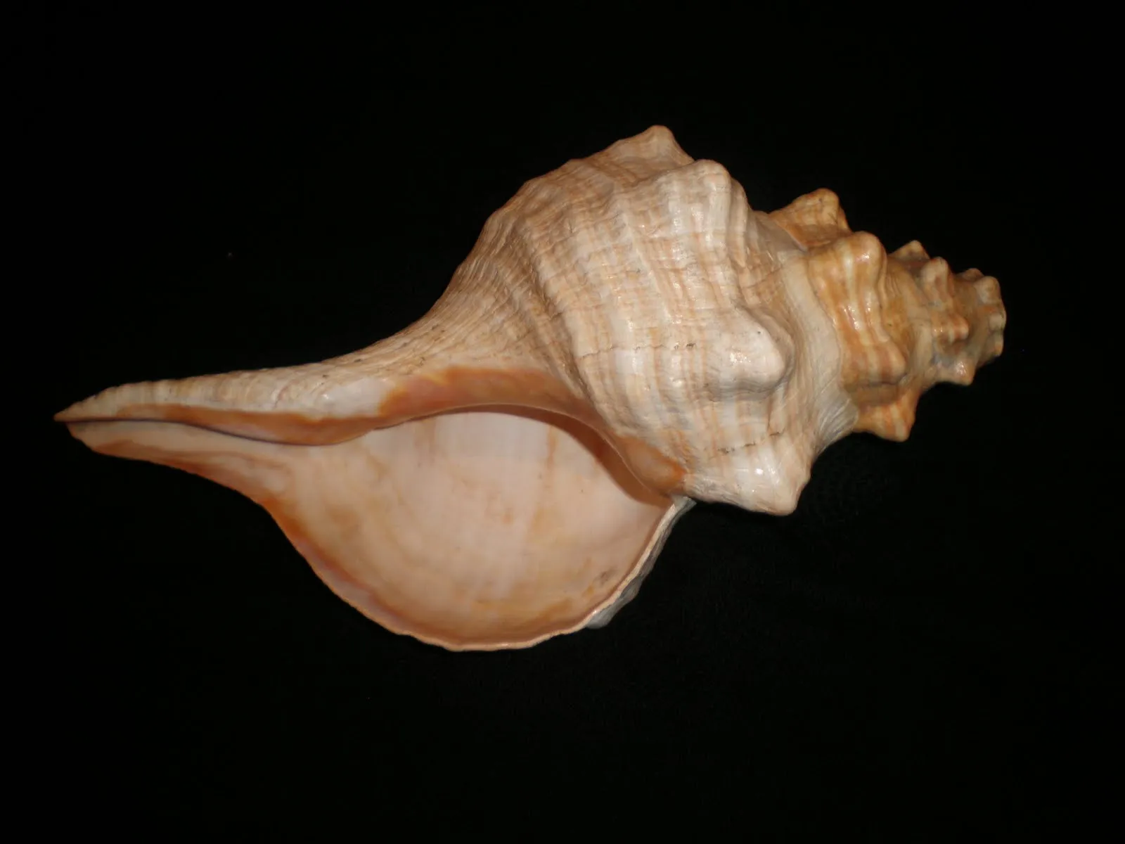 CURSO DE ANTROPOLOGÍA: enero 2011