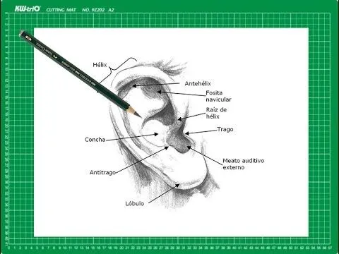 CURSO de dibujo a lápiz Cap. 11 "La oreja de frente" - YouTube CURSO de dibujo a lápiz Cap. 11 "La oreja de frente" - YouTube