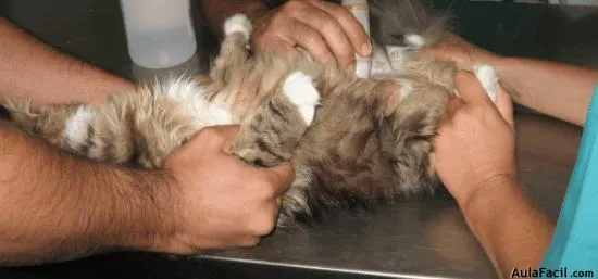 Curso gratis de Cuidados de gatos - La gestación | AulaFacil.com ... Curso gratis de Cuidados de gatos - La gestación | AulaFacil.com ...