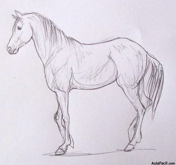 Curso gratis de Dibujo de Caballos - Las edades del caballo ...