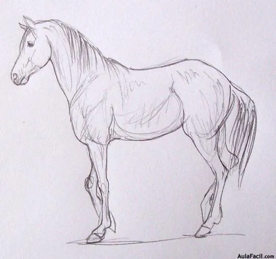 Curso gratis de Dibujo de Caballos - Las edades del caballo ... Curso gratis de Dibujo de Caballos - Las edades del caballo ...