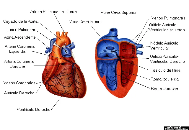 Curso gratis de Infarto de Miocardio - Infarto de Miocardio ...