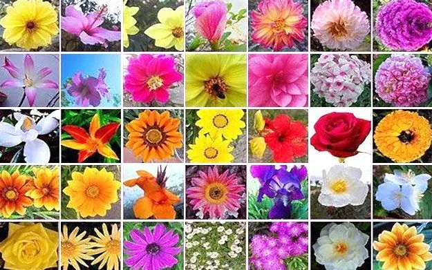 Curso online de flores de Bach